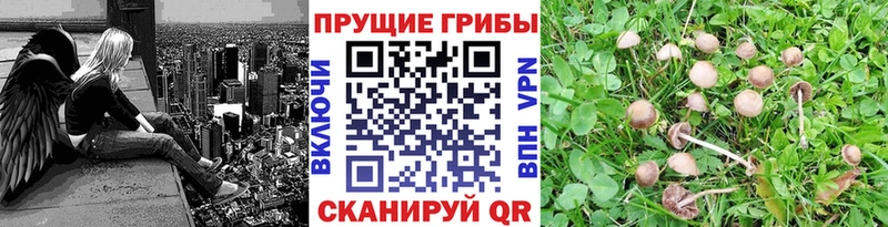 Галлюциногенные грибы прущие грибы  Ряжск 